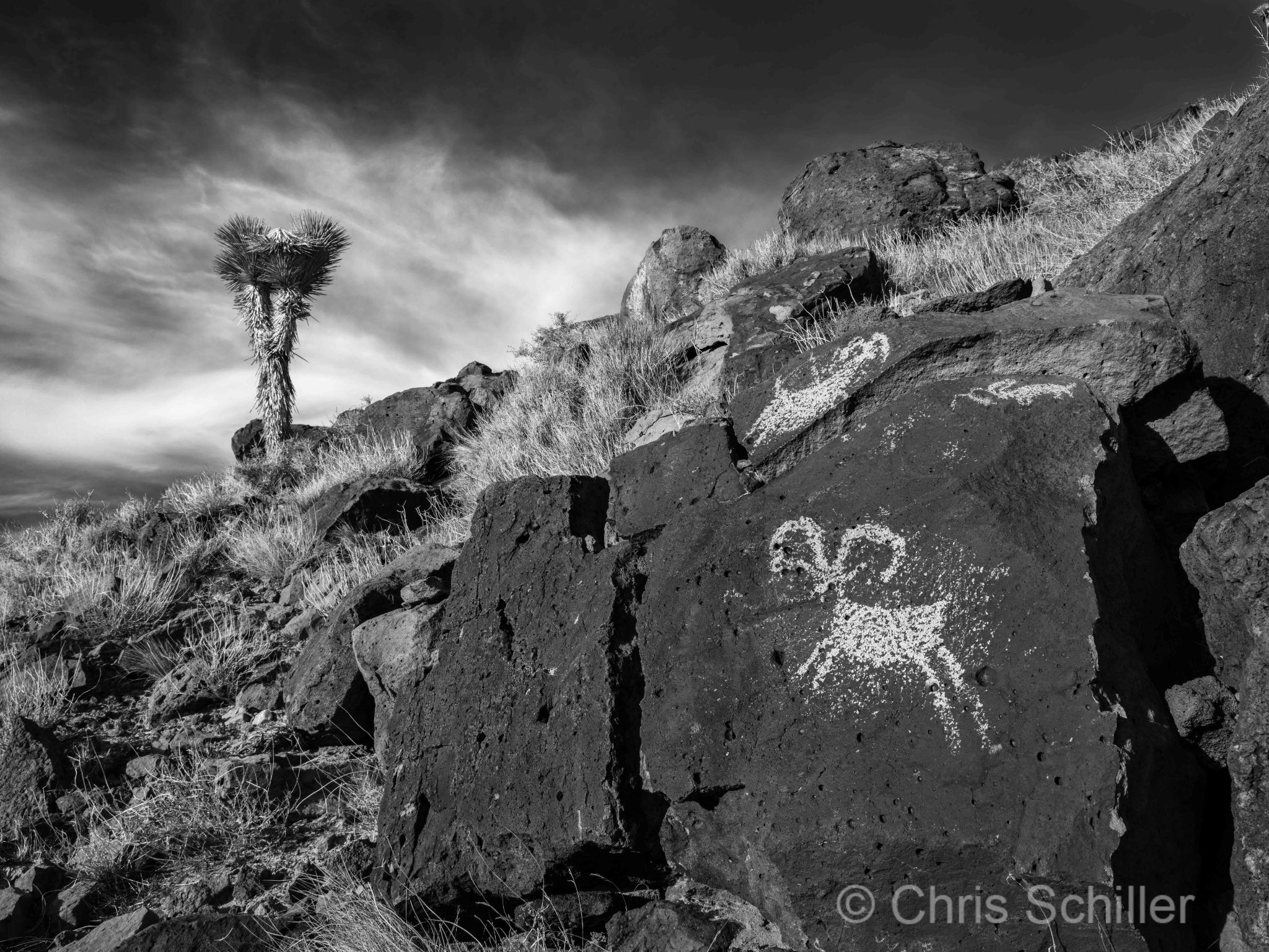 It's Easy to Dye 24 (Coso Sheep B&W)
